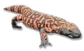 gila monster